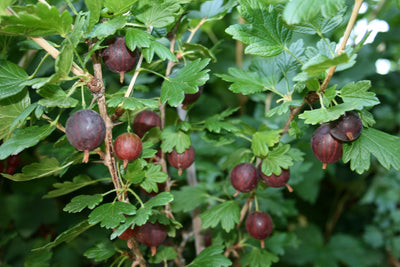 Groseillier Marquereaux Rouge