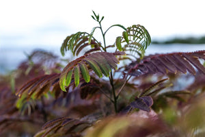 Albizia Julibrissin "Evey's Pride"