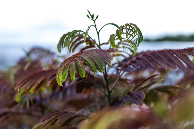 Albizia Julibrissin "Evey's Pride"