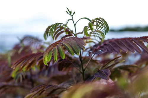 Albizia Julibrissin 