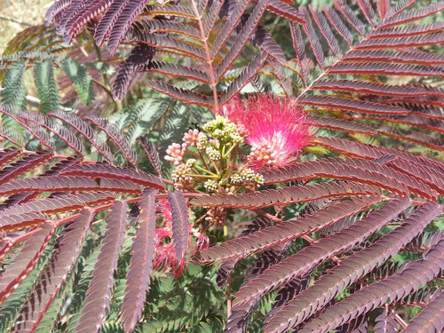 Albizia Julibrissin 