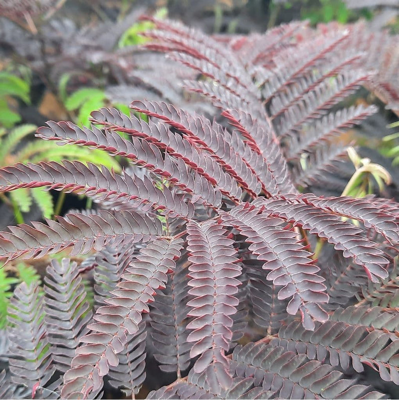 Albizia Julibrissin 'Summer Chocolate'