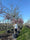 Image to render