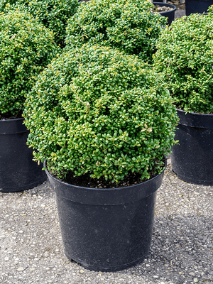 Houx Crénelé en boule (Ilex Crenata)