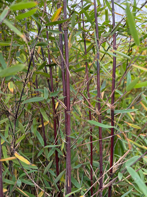 Bambou Fargesia Deep Purple