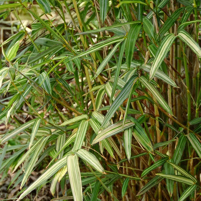 Bambusa Nana Tsuboi