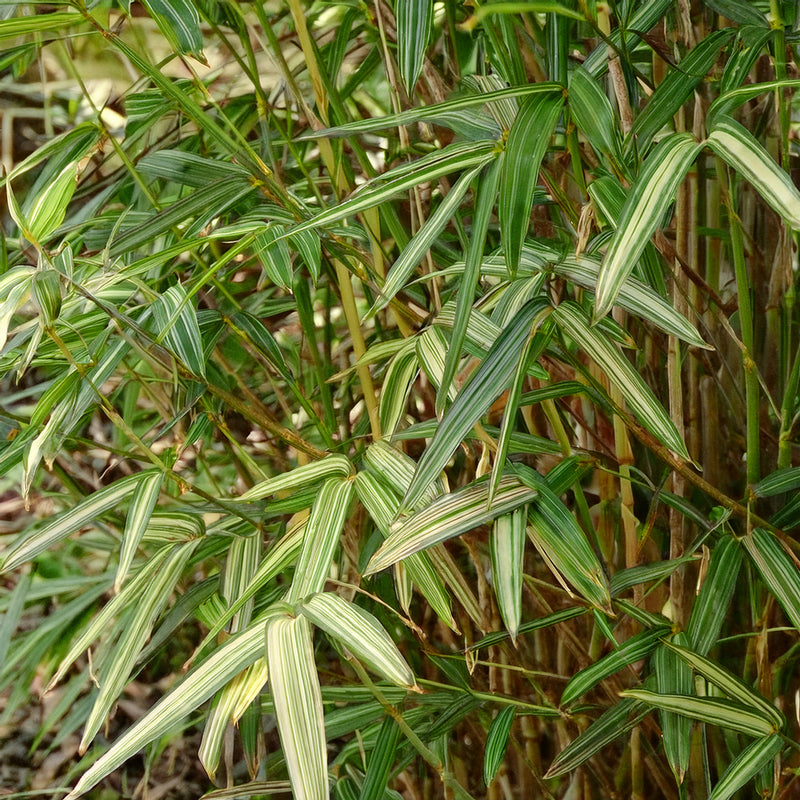 Bambusa Nana Tsuboi