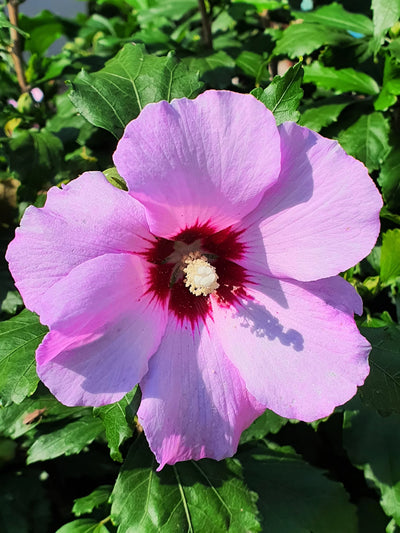 Hibiscus (Hibiscus syriacus)