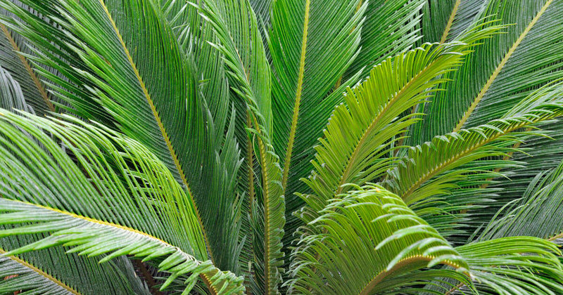 Cycas du Japon (Cycas Revoluta)