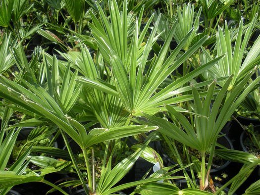 Palmier Trachycarpus Wagnerianus
