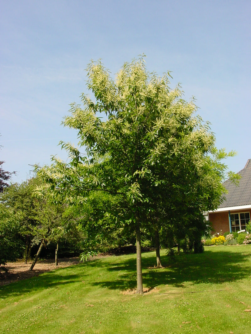 Châtaignier (Castanea sativa)