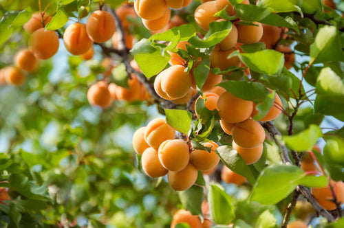Abricotier Jaune orangé (Prunus Armeniaca)
