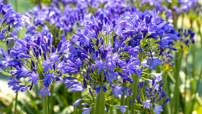 Agapanthe (Agapanthus)