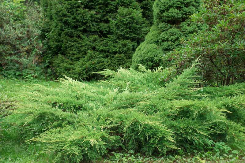 Genévrier Rampant (Juniperus horizontalis)