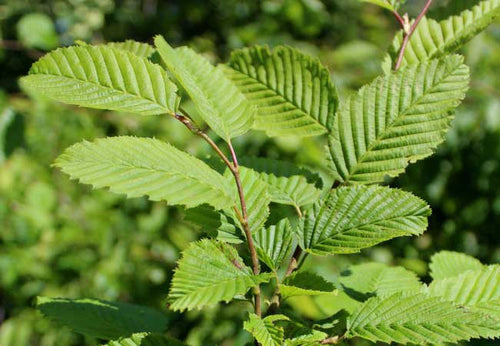 Charme commun (Carpinus betulus)