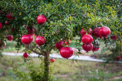 Grenadier (Punica Granatum)