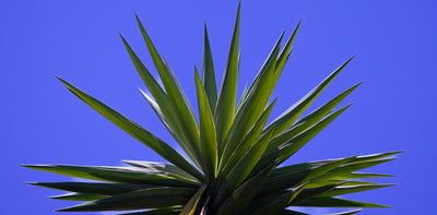 Yucca (Yucca Rostrata)