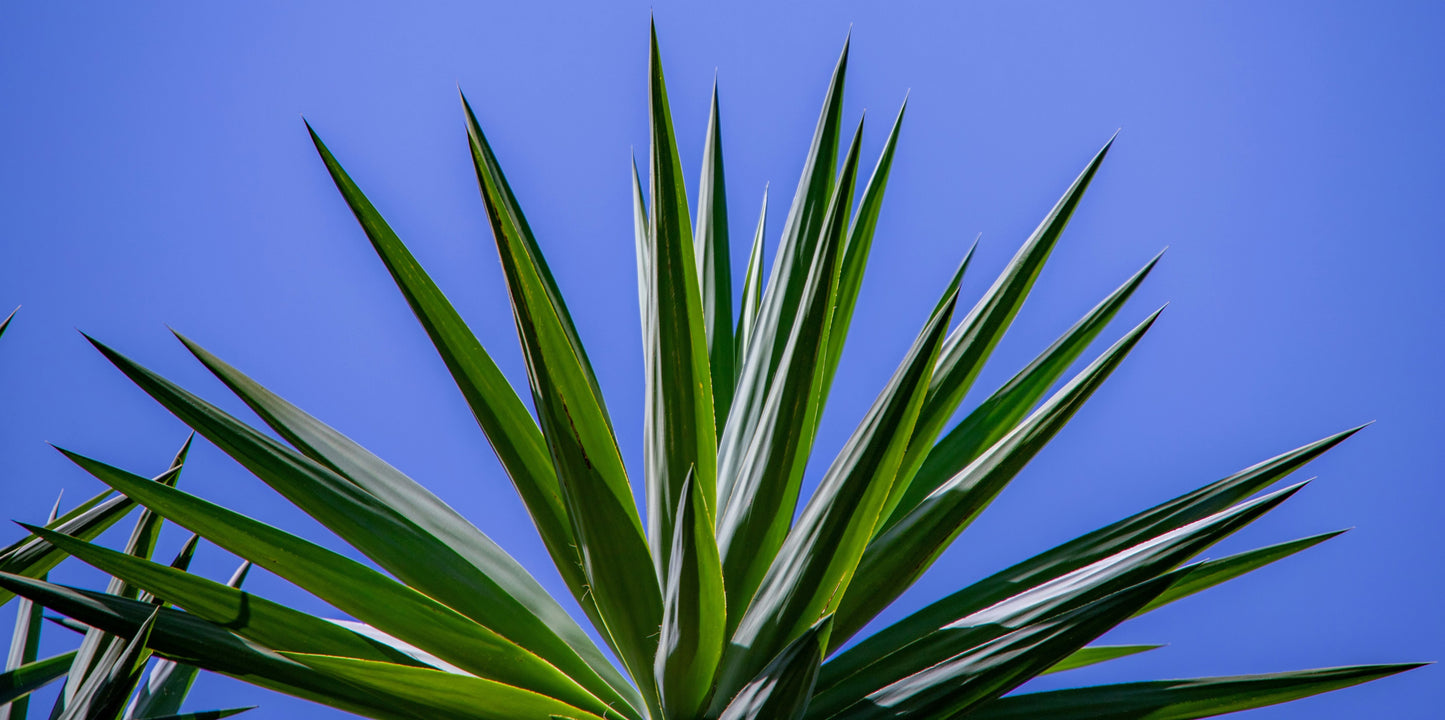 Yucca (Yucca Rostrata)