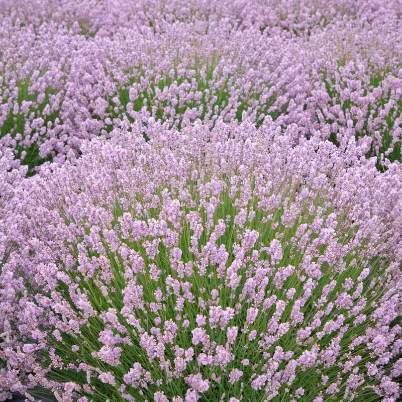 Lavande rose (Lavandula Angustifolia Rosea)