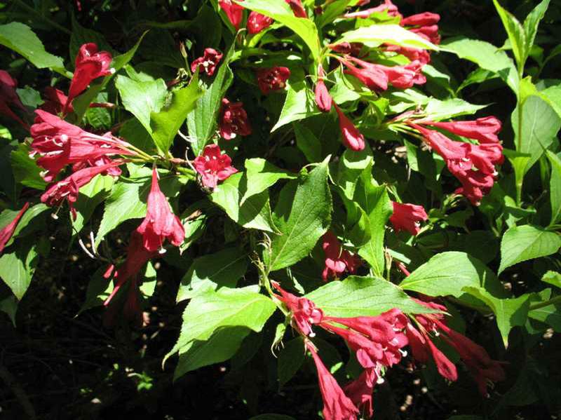 Weigelia à fleurs rouges (Weigela x florida Red Prince)