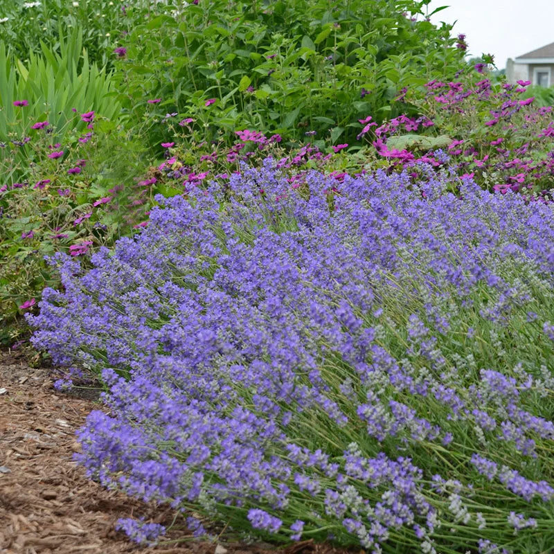 Lavande bleue (Lavandula Angustifolia Hidcote)