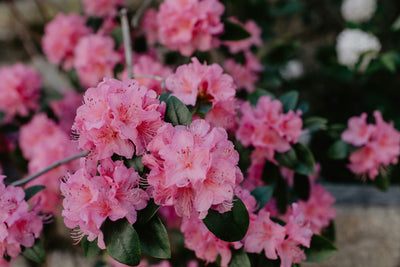 Rhododendron