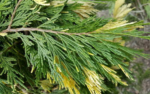 Cèdre blanc de Californie (Calocedrus decurrens Aureovariegata)