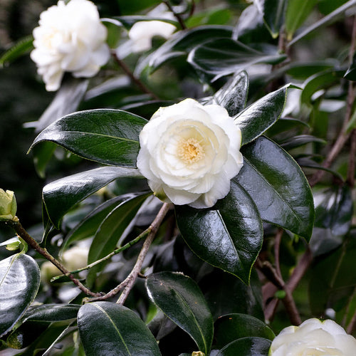 Camélia du Japon en cépée (Camellia Japonica)