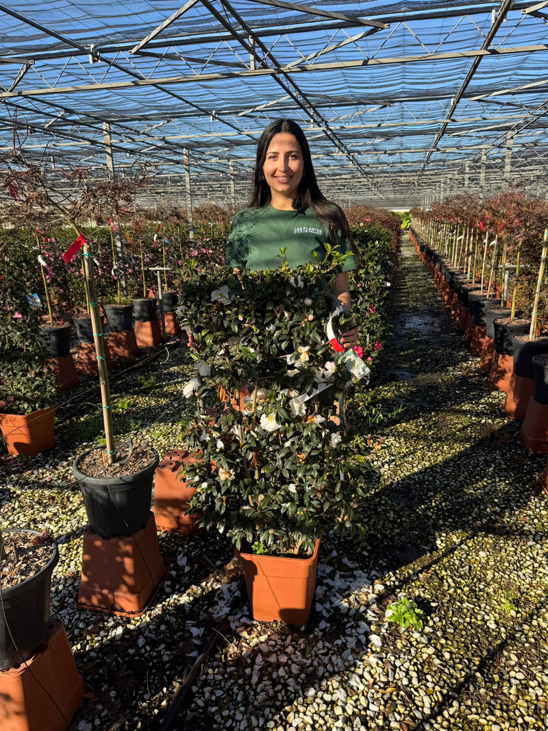 Camélia d'Automne en Palissade