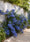 Image to render