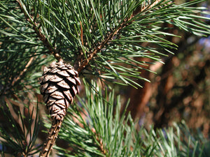 Pin sylvestre
