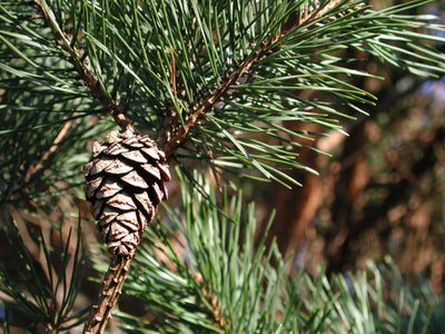 Pin sylvestre