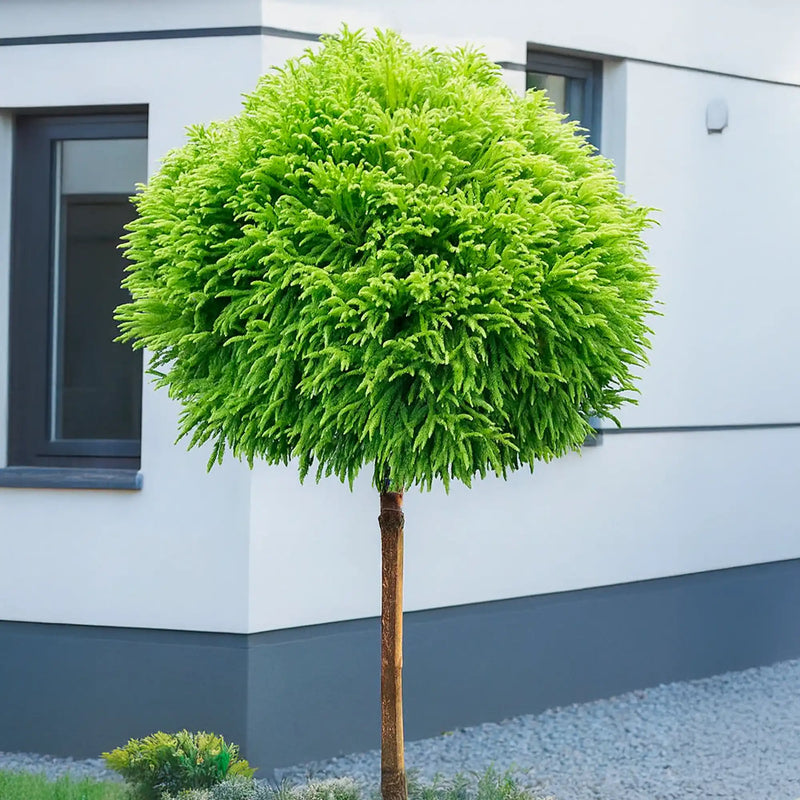 Cèdre du Japon en demi-tige (Cryptomeria Japonica)