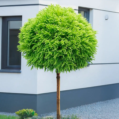 Cèdre du Japon en demi-tige (Cryptomeria Japonica)