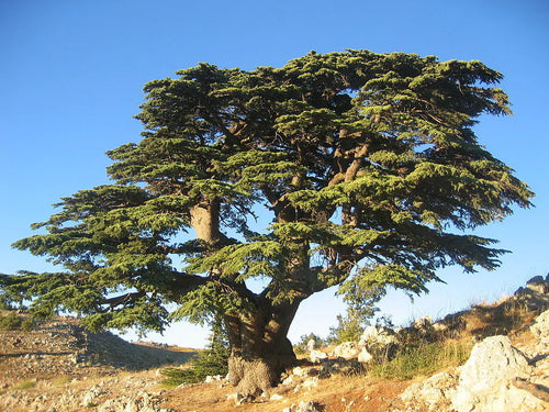 Cèdre du Liban