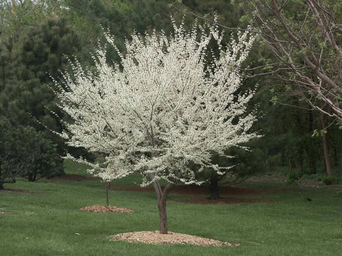 Arbre de Judée à fleurs blanches (Cercis Chinensis Shirobana)