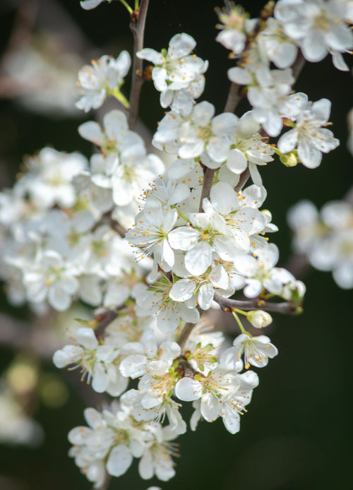 Cerisier Bigarreau Reverchon (Prunus avium Bigarreau Reverchon)