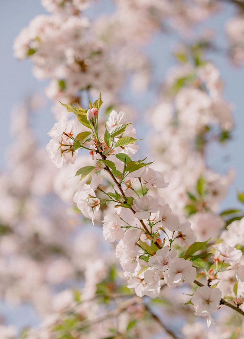 Cerisier Hedelfingen