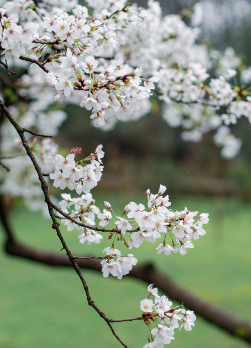 Cerisier Summit (Prunus avium Bigarreau Summit)