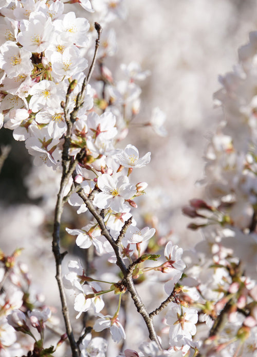 Cerisier Van (Prunus cerasus Van)
