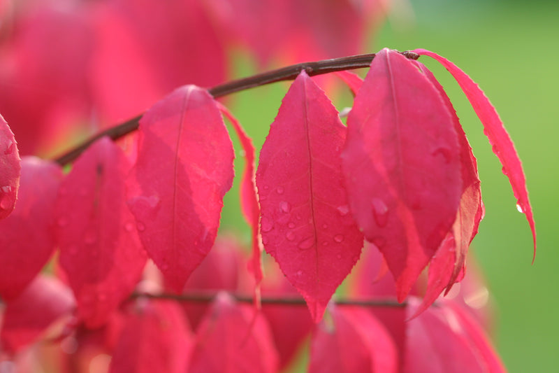Fusain Ailé (Euonymus atalus)