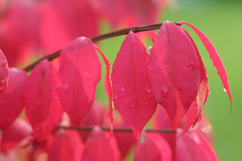 Fusain Ailé (Euonymus atalus)