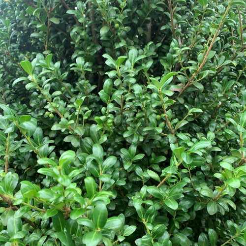Houx Crénelé en boule (Ilex Crenata)