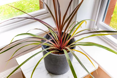 Cordyline (Dracaena)