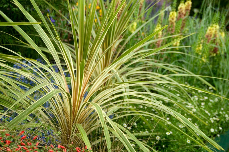 Cordyline (Dracaena)