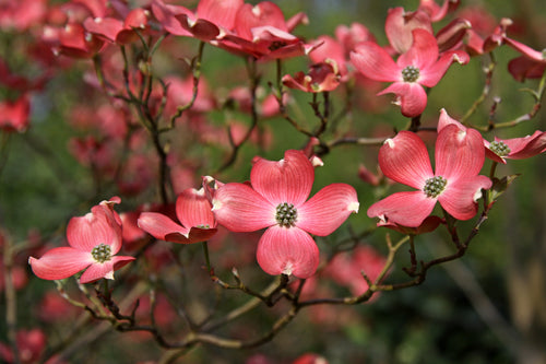 Cornouiller d'Amérique (Cornus Florida Cherokee Chief)