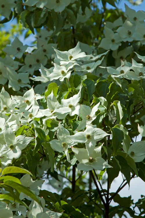 Cornouiller du Japon blanc (Cornus Kousa Milky-way)