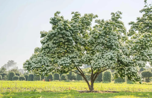 Cornouiller du Japon blanc (Cornus Kousa Milky-way)