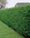 Image to render