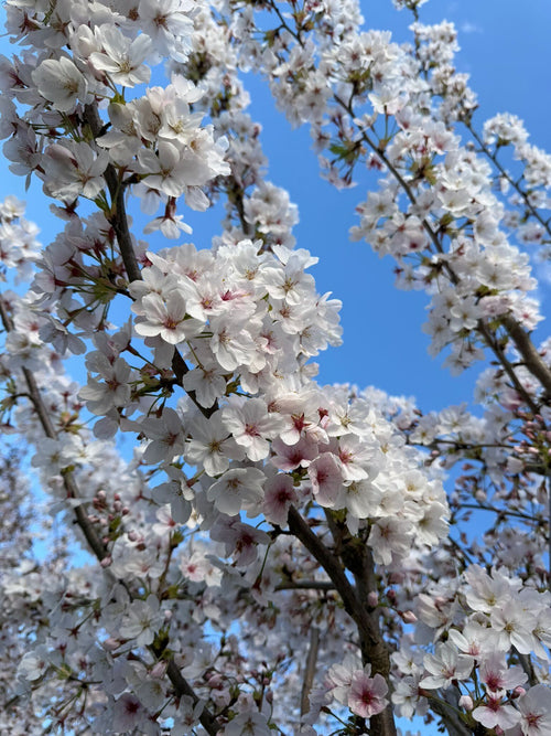 Cerisier à fleurs japonais (Prunus yedoensis Shidare Yoshino)